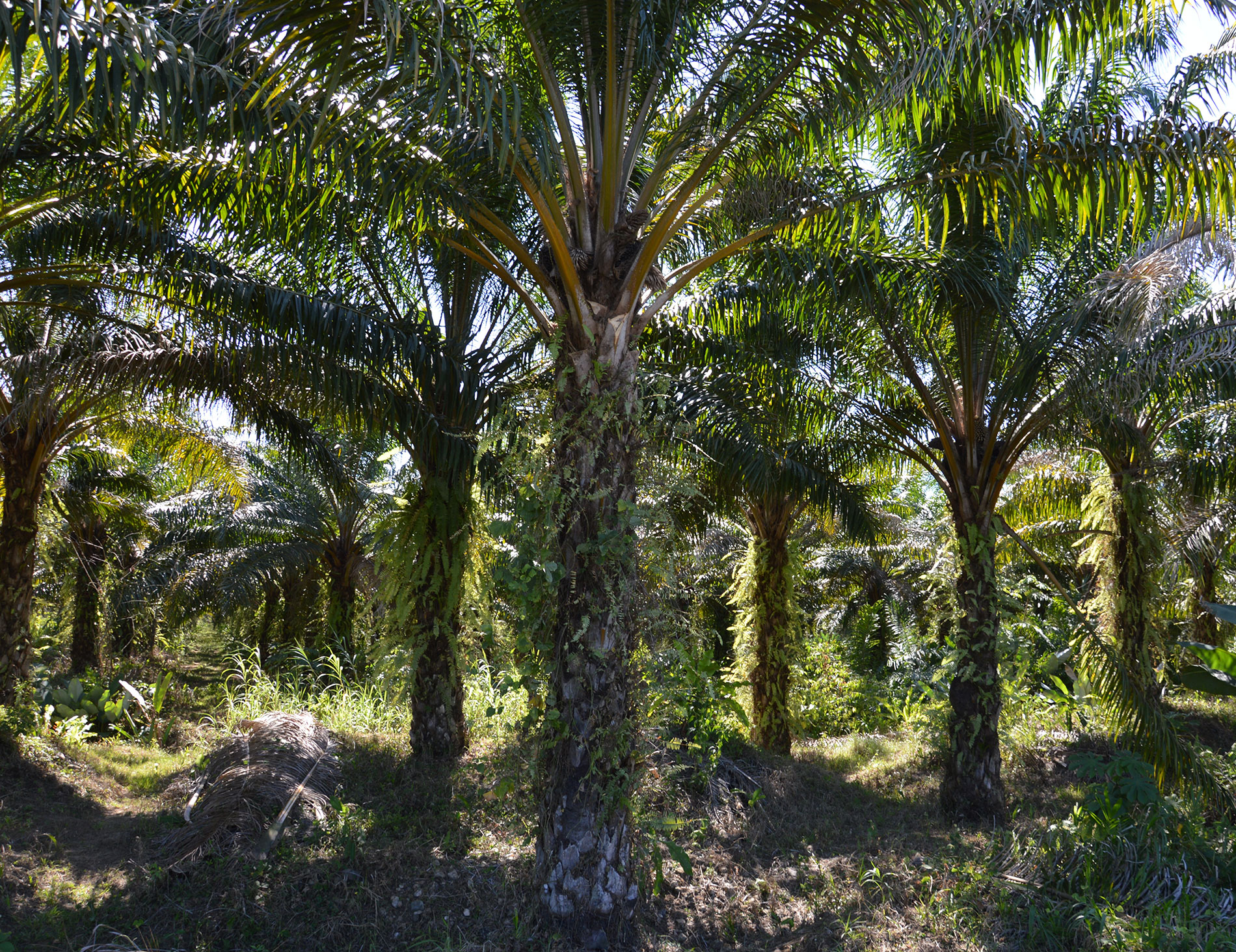 Alte Palmen in Costa Rica