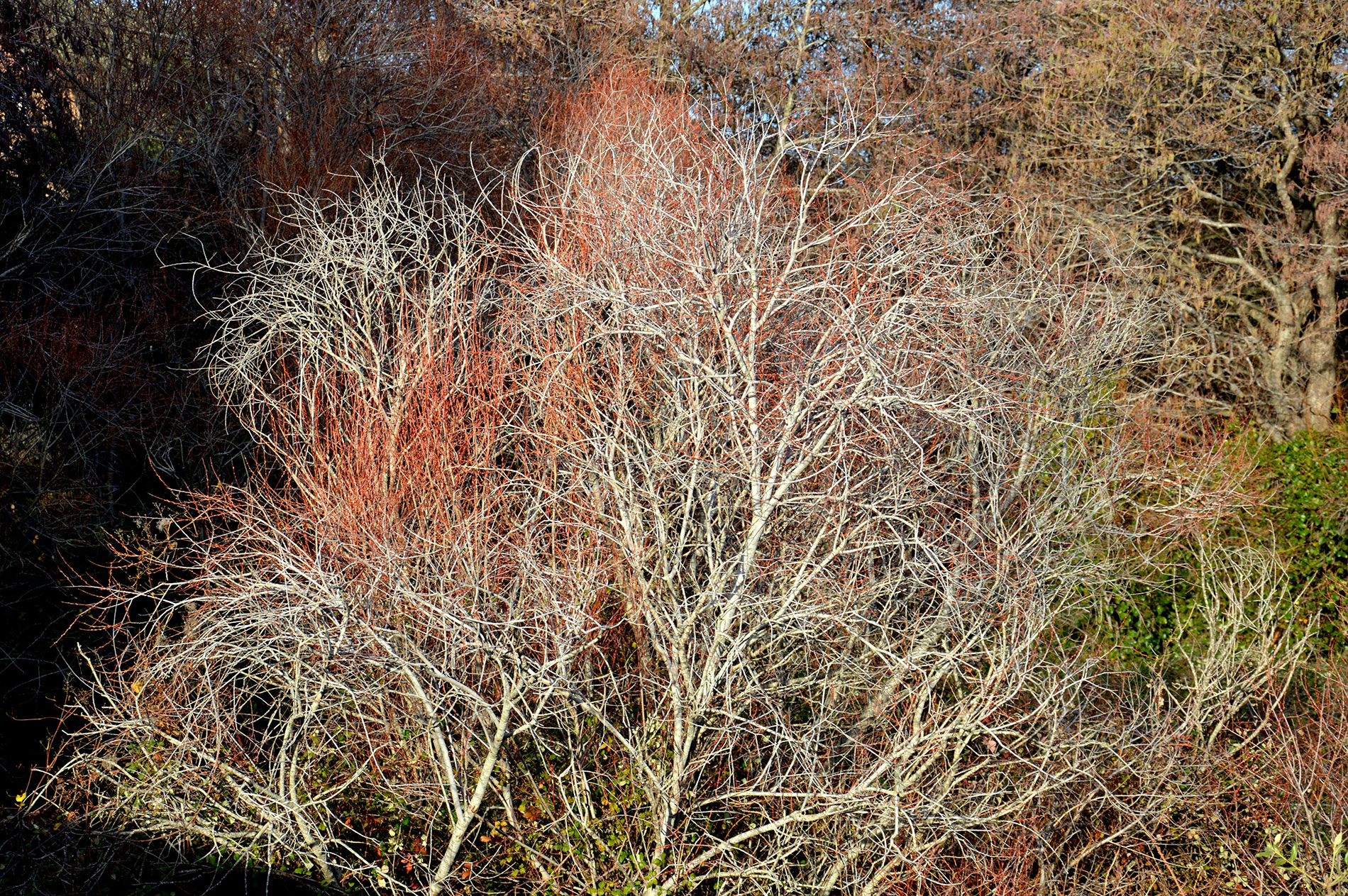Dezemberfarben auf Korsika
