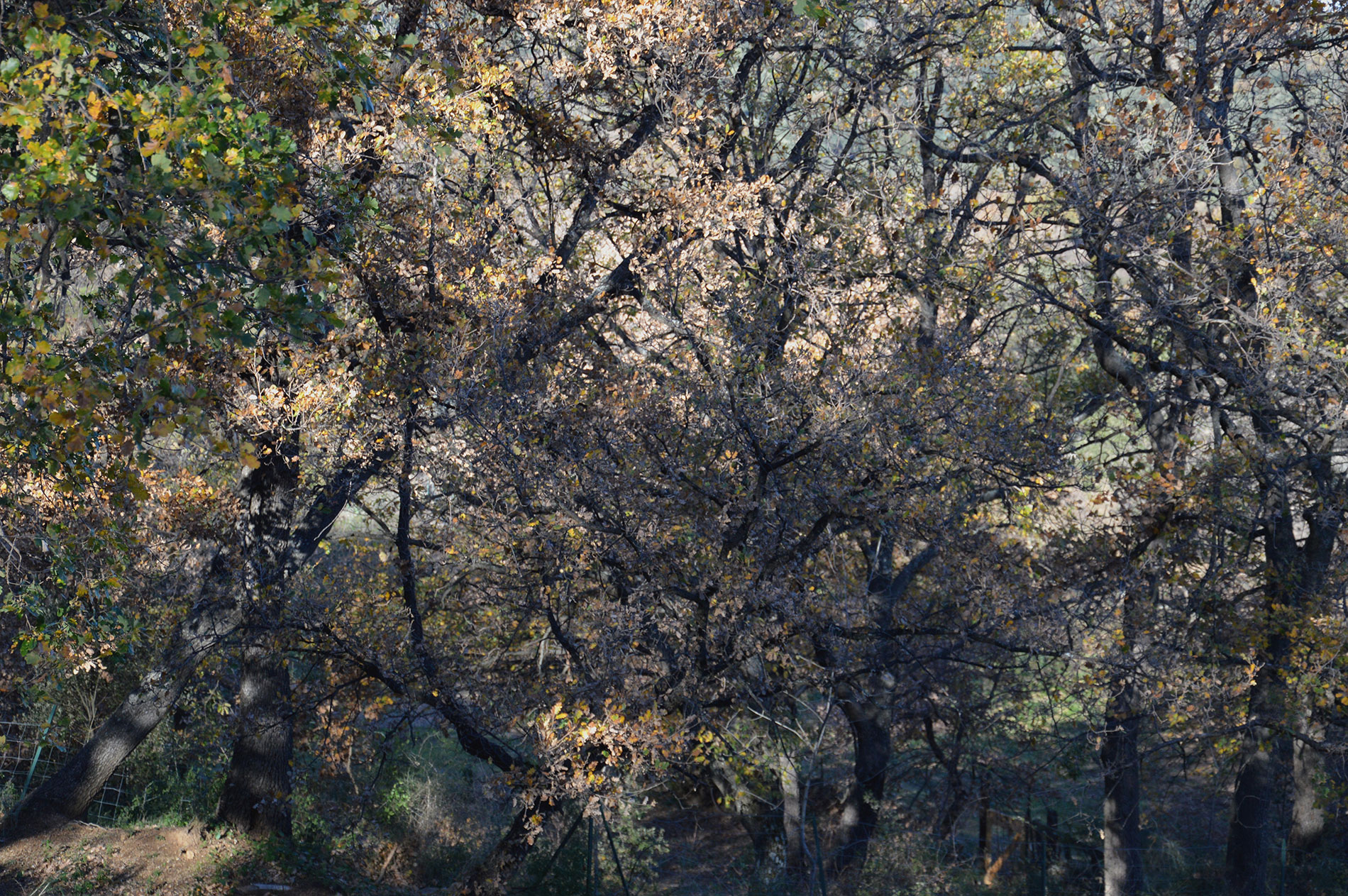 Dezemberfarben auf Korsika