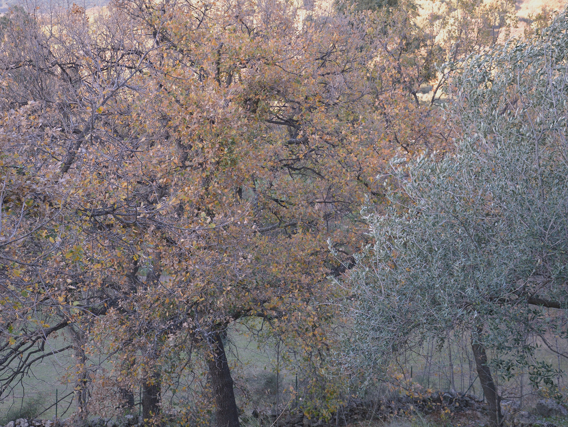 Dezemberfarben auf Korsika