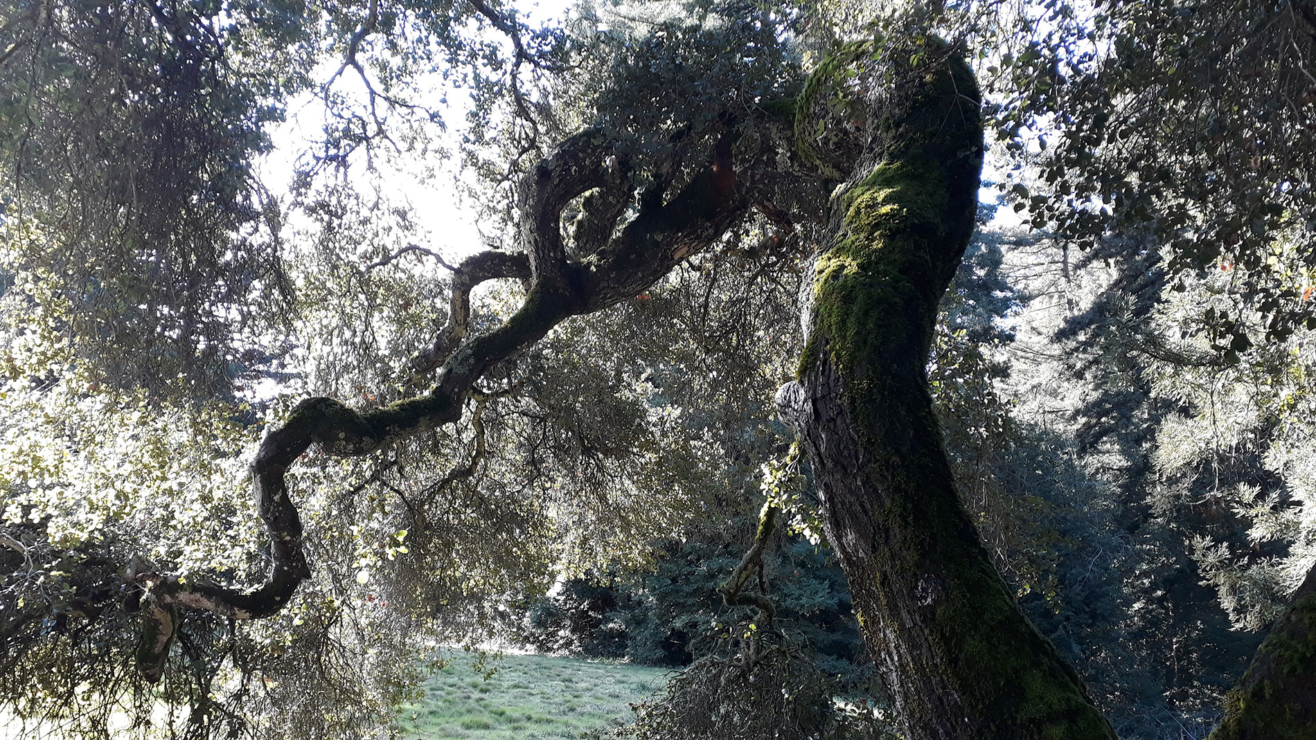 Kalifornische Eichen bei San José