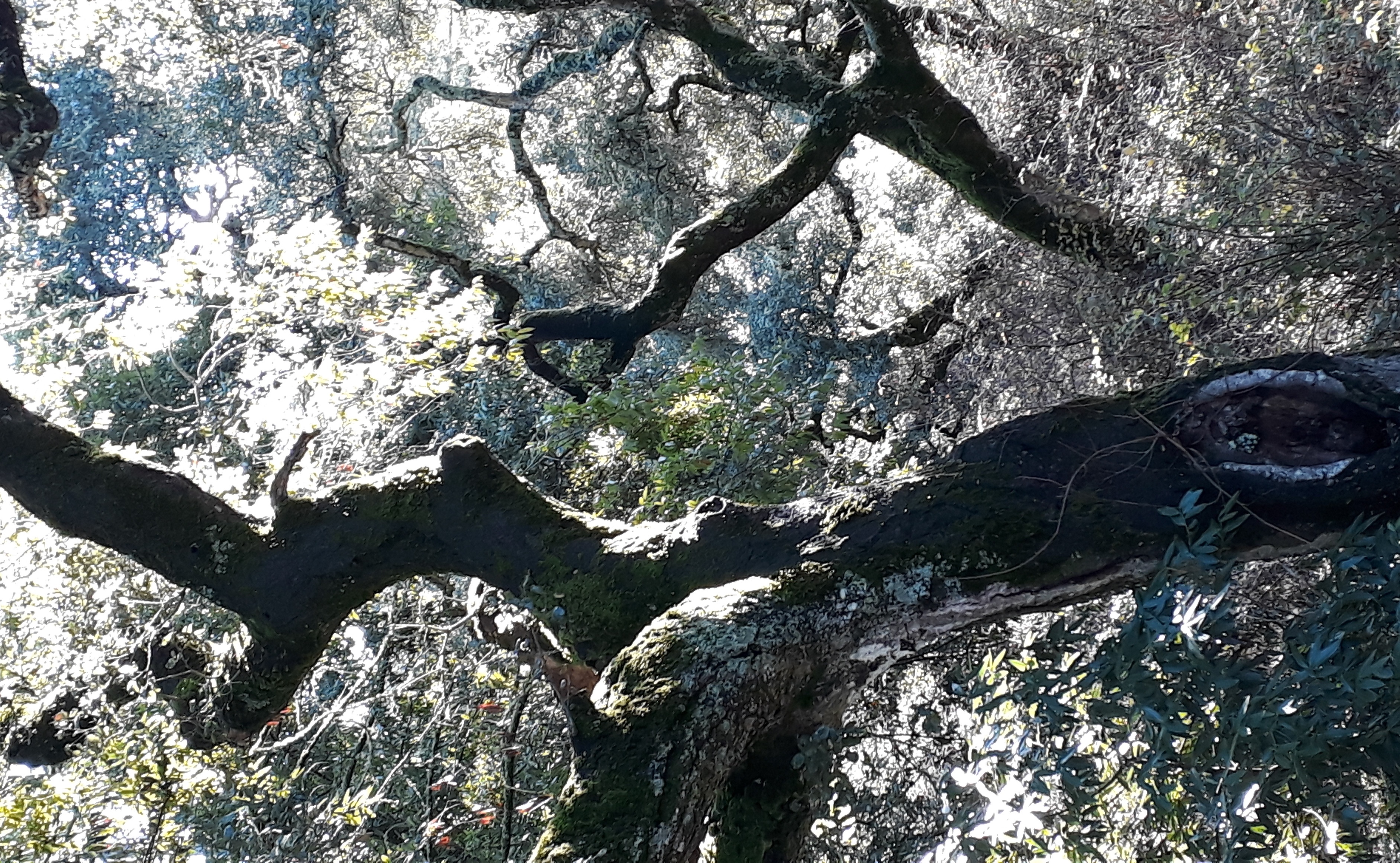 Kalifornische Eichen bei San José