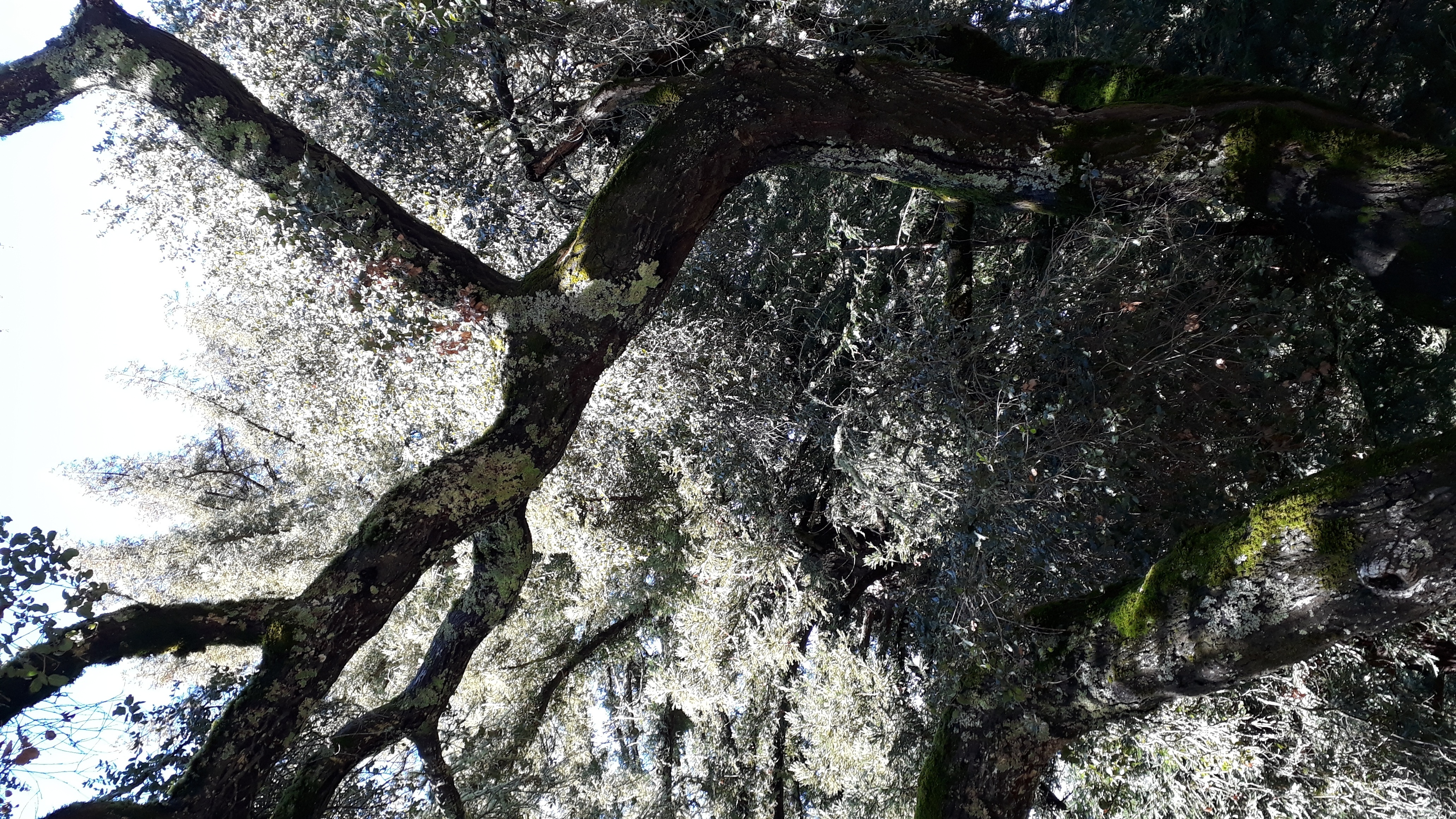 Kalifornische Eichen bei San José