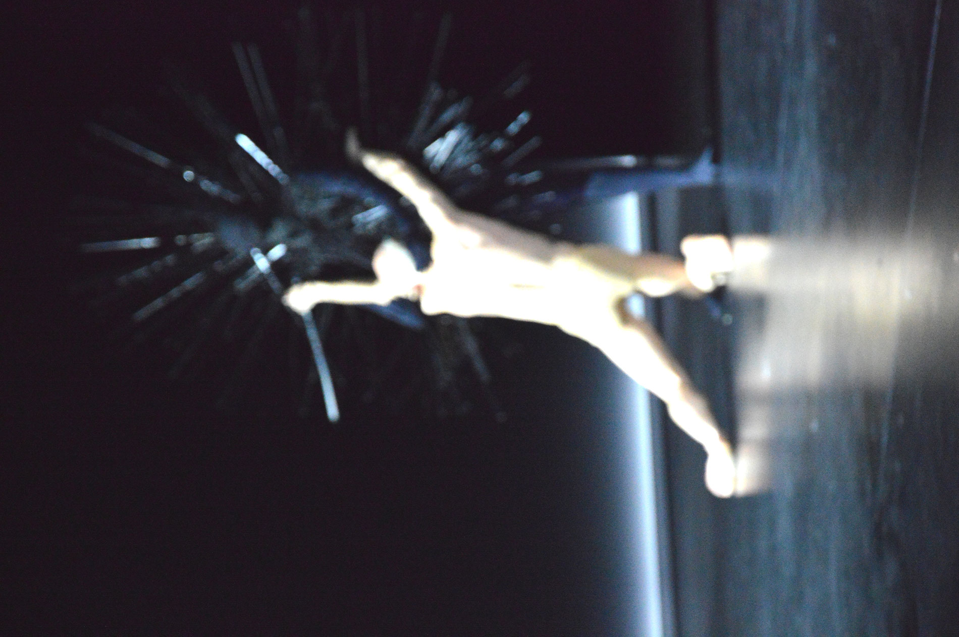 Sasha Waltz – Kreatur