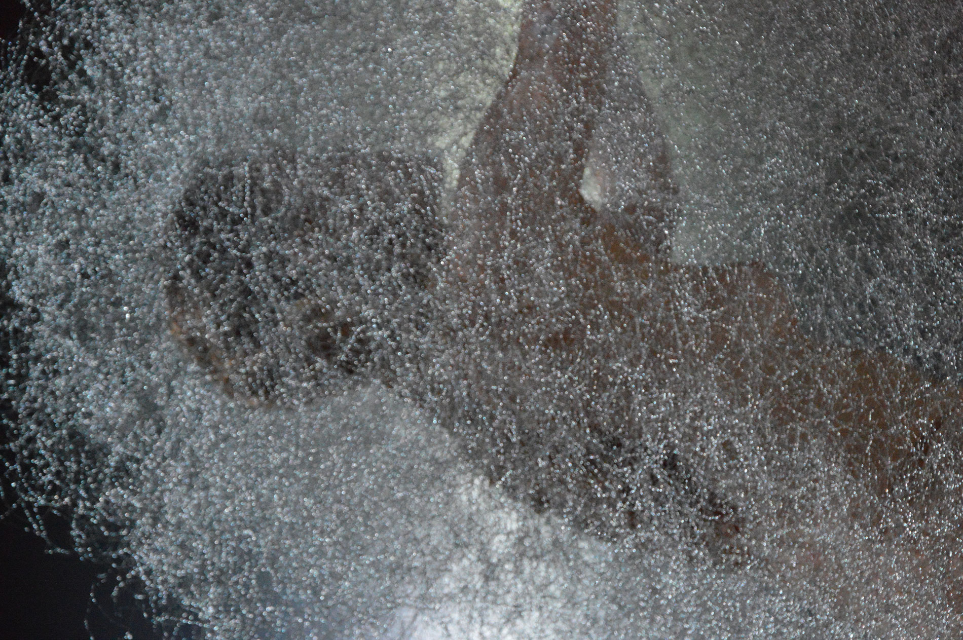 Sasha Waltz – Kreatur